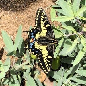 Meet your Posher, Lety